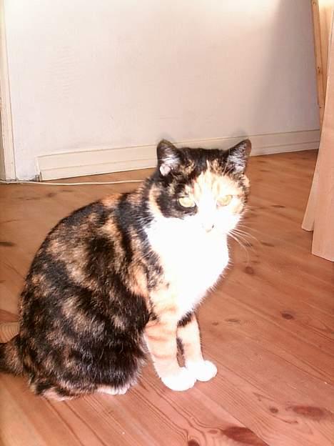 Huskat Piv billede 12