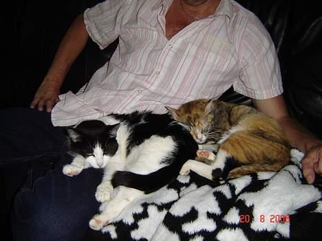 Huskat Lille Mis - her er vi lige kommet hjem fra pension, det var vi ikke vilde med billede 13