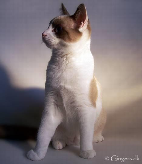 Huskat Tsuki billede 5