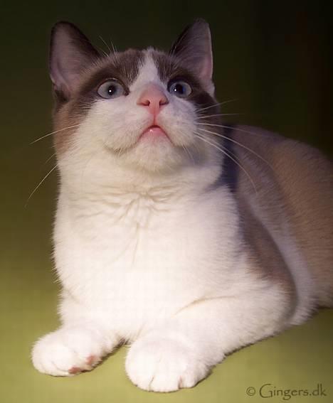 Huskat Tsuki billede 8