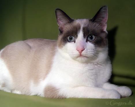 Huskat Tsuki billede 9