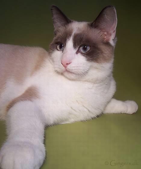 Huskat Tsuki billede 10
