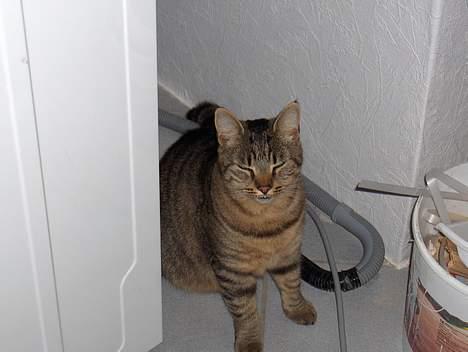 Huskat Gizmo - sidder lige her bag vaskemaskinen, og iihhh hvor er blitzen skarp. billede 1