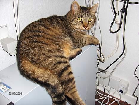 Huskat Gizmo - Der er dejlig varmt her oven på computeren. billede 2