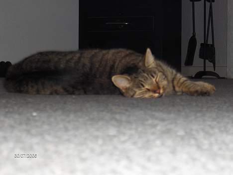 Huskat Gizmo - tar lige en slapper. billede 3