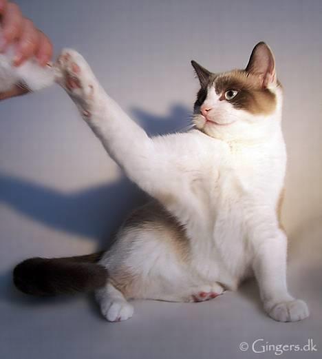 Huskat Tsuki billede 14