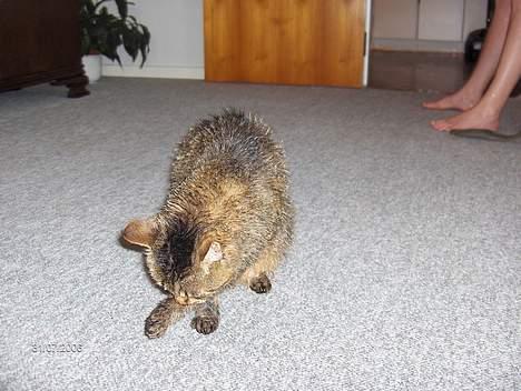 Huskat Gizmo - aaddrr jeg er blevet vasket, så nu er jeg helt våd. billede 4