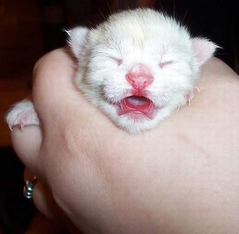 Huskat Tsuki - Foto: Gingers.dk - Tsuki den lille alfe-kat billede 18
