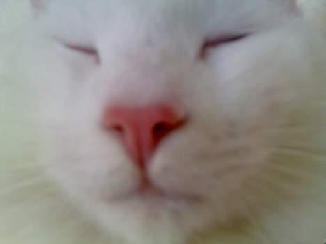 Norsk Skovkat Millian - Nærbilleder er altid go´e men ikke nemt at have åbne øjne når et kamera er lige i hovedet på én ;-) billede 11