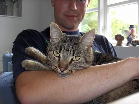 Huskat Gizmo - ligger lige fars favn og hygger.  billede 5