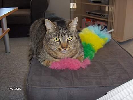 Huskat Gizmo - He He har lige fanget støvkosten. billede 6