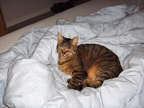 Huskat Gizmo - Putter lige i dynen. billede 7