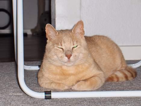 Huskat Garfield - Vildkatten Garfield. billede 1