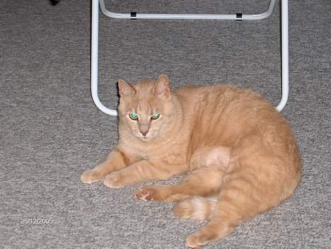 Huskat Garfield - Mit favorit sted under tørestativet. billede 2