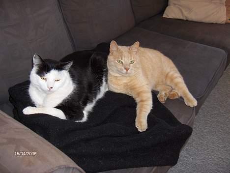 Huskat Garfield - Ligger lige sammen med Pjevs på det sorte tæppe. billede 3