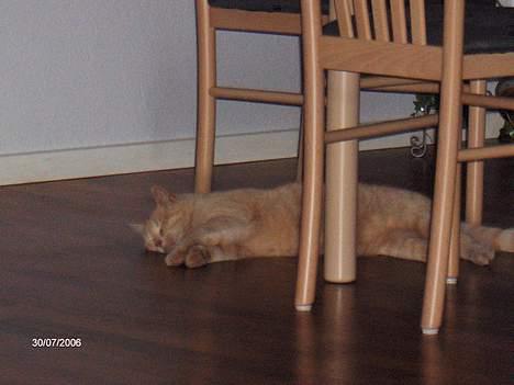 Huskat Garfield - Man blir bare så træt, af et være udenfor en hel dag. billede 4