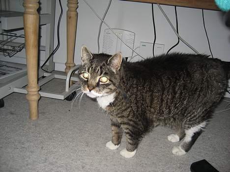 Huskat Sorte - står nede under skrive bordet... billede 5