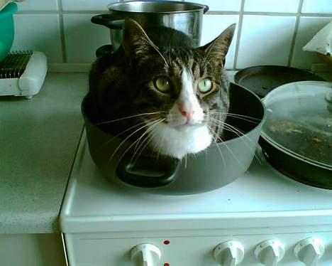 Huskat Lillebror (basse) billede 4