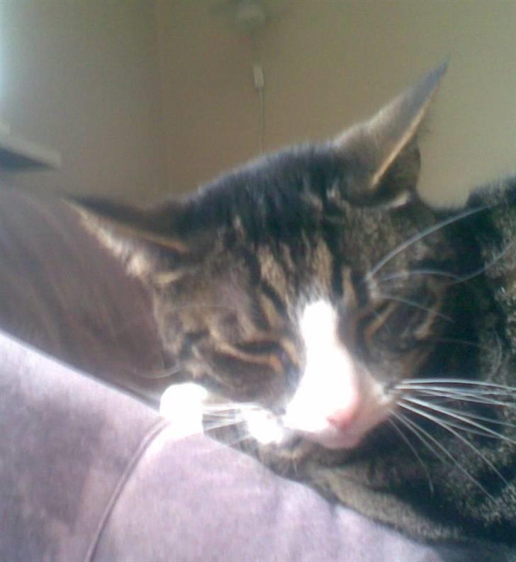 Huskat Lillebror (basse) billede 5