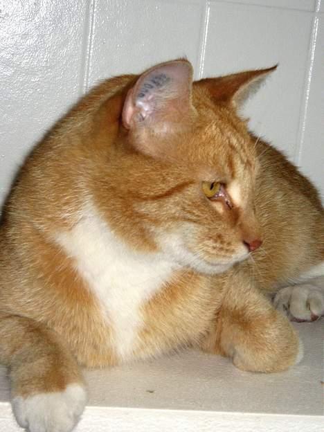 Huskat Frederik billede 16