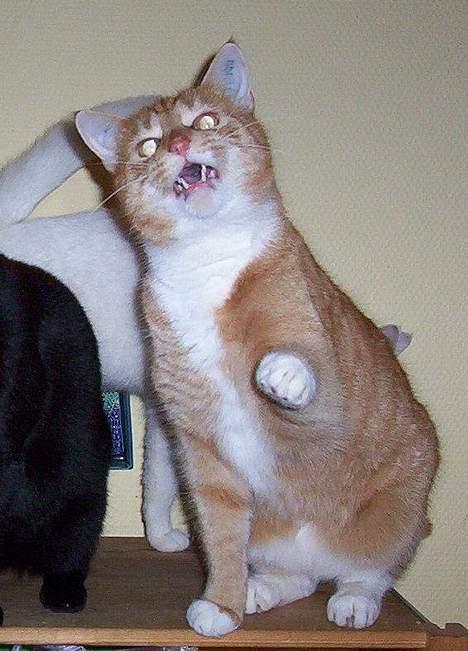 Huskat Frederik billede 17