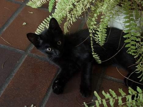 Blanding af racer Olivia - Olivia under sin palme :) billede 16