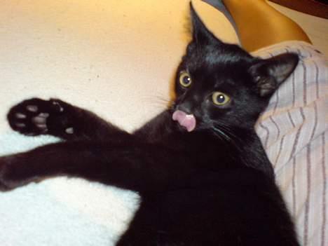 Blanding af racer Olivia - Min lille slikke-rikke :) billede 17