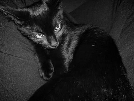 Blanding af racer Olivia - Grr, hun ligger på lur i mit skød xD billede 18