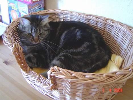 Huskat Nippy billede 16