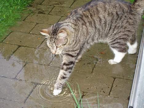 Huskat Smukke Ollie - Her er jeg ude i haven og dyppe poterne, jeg elsker vand! Heldigvis regner det meget for tiden, så der er vand i haven. billede 20