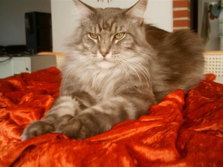Maine Coon Chrisdahl´s Alf - . billede 1