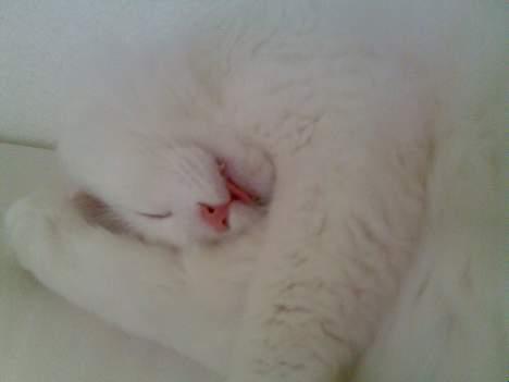 Norsk Skovkat Millian billede 13