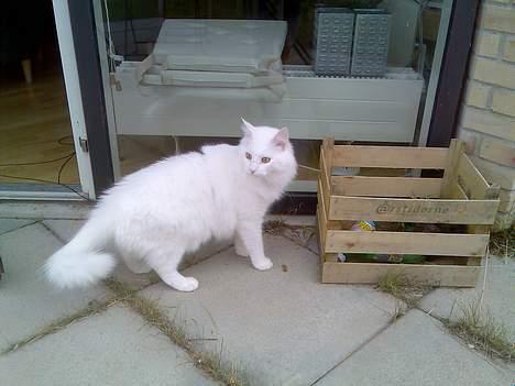 Norsk Skovkat Millian billede 14