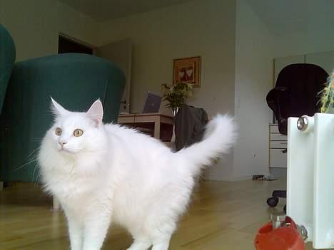 Norsk Skovkat Millian billede 15