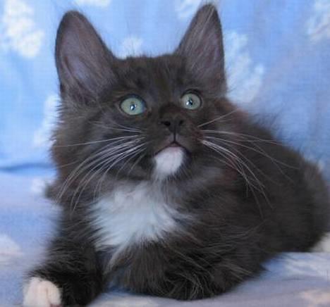 Norsk Skovkat Na´zyias Daisy Mae (Hera) - 10 uger - I killingehjemmet hos May-Britts opdræt DK Na´zyia´s  billede 20