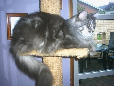 Maine Coon Chrisdahl´s Alf billede 2