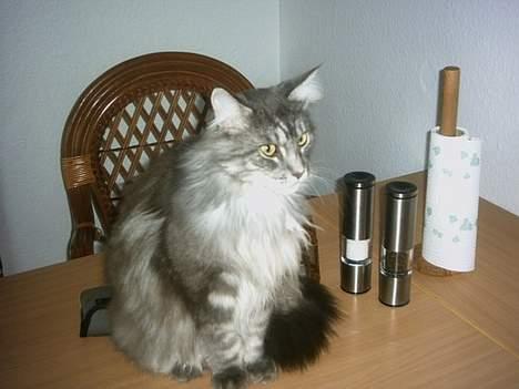 Maine Coon Chrisdahl´s Alf billede 3
