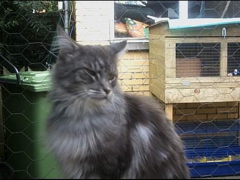 Maine Coon Chrisdahl´s Alf billede 4