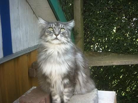 Maine Coon Chrisdahl´s Alf - Hvad var det ? billede 5