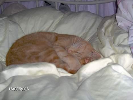 Huskat Buller - Hyggeligt<33 billede 6