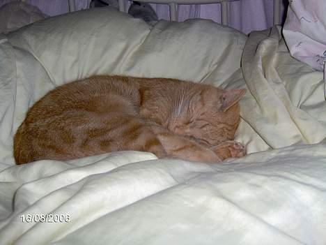 Huskat Buller - Jeg er doven<333 Hyggeligt billede 7