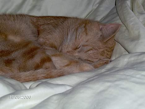 Huskat Buller - Hygger mig<33 billede 8