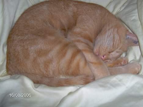 Huskat Buller - Det er så skønt<33 billede 9