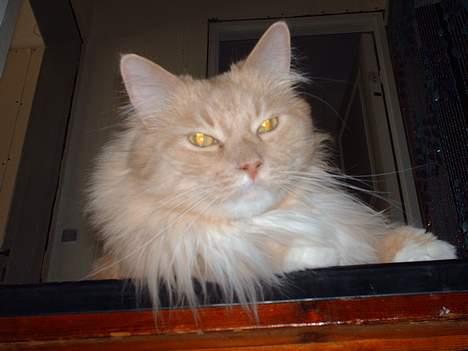 Maine Coon trold - trold´s fine lille søde hoved. billede 20