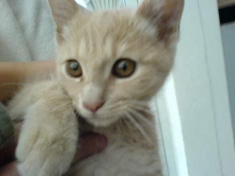 Blanding af racer Fluffy billede 6