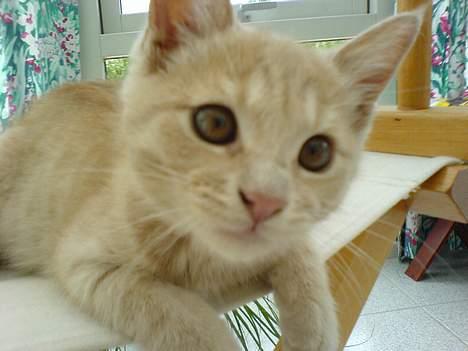 Blanding af racer Fluffy billede 7