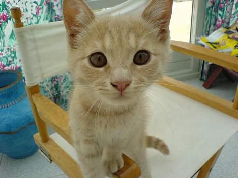 Blanding af racer Fluffy billede 8