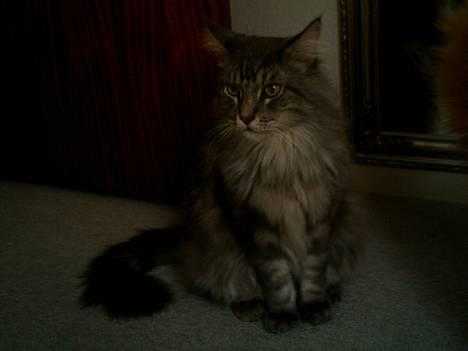 Maine Coon Chrisdahl´s Alf billede 6