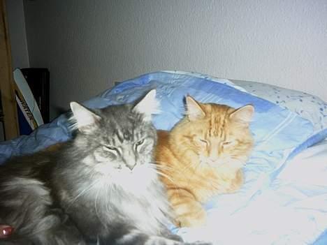 Maine Coon Chrisdahl´s Alf billede 7