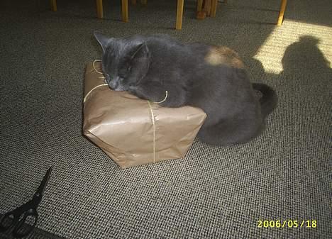 Blanding af racer Futte - min pakke billede 12